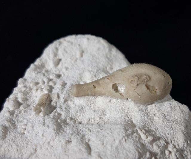 Stachel eines Tylocidaris baltica (SCHL�TER 1892) - Bild &copy; FossNet FossilienStore